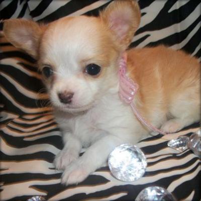 teacup chihuahua puppies pictures. Teacup Chihuahua Puppies (