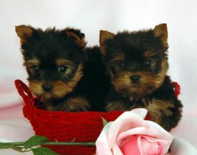 lovely Yorkie puppies for free adoption to any good home online ( , Ahmadpur 