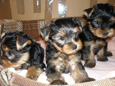AKC Registered Male and Female Yorkie Puppies For Adoption ( , Europe) i 