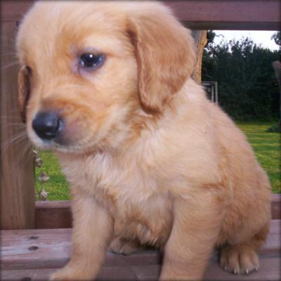 golden retriever puppies for sale in wisconsin. cute golden retriever puppies