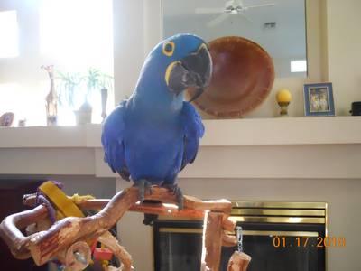 Hyacinth+macaw+parrots