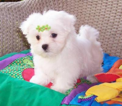 maltese puppies for free adoption
