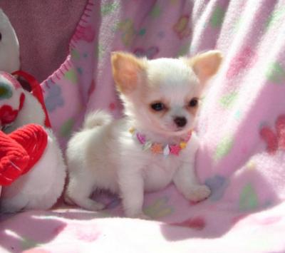 white long haired chihuahua puppies. Male and female chihuahua
