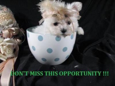Larkana) We have some cute little male and female teacup Maltese puppies for 